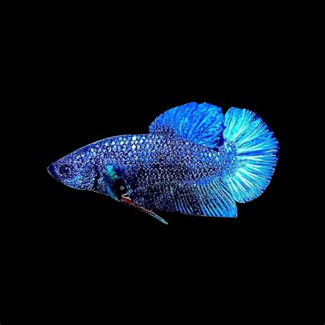Rare Pair Avatar Betta Fish For Sale – Thailand Betta Fish.